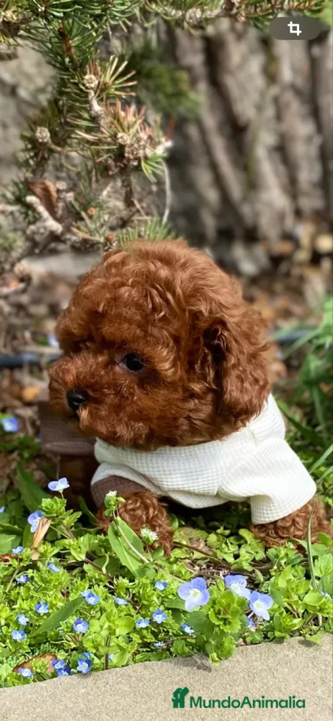 Caniche Toy perros en venta: caniche toy lo más pequeño de la raza  - Imagen 2