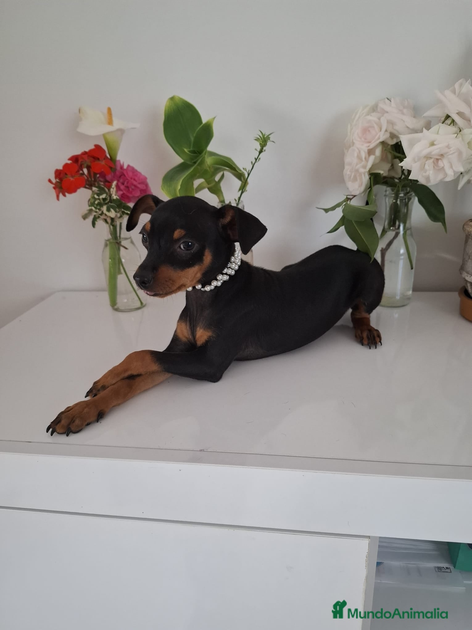 Pinscher Miniatura perros Mini pincher - Anuncio 1