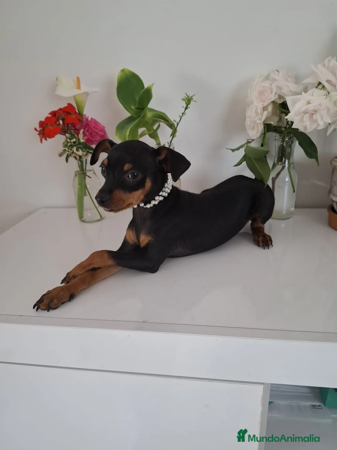 Pinscher Miniatura perros en venta: Mini pincher - Anuncio 1