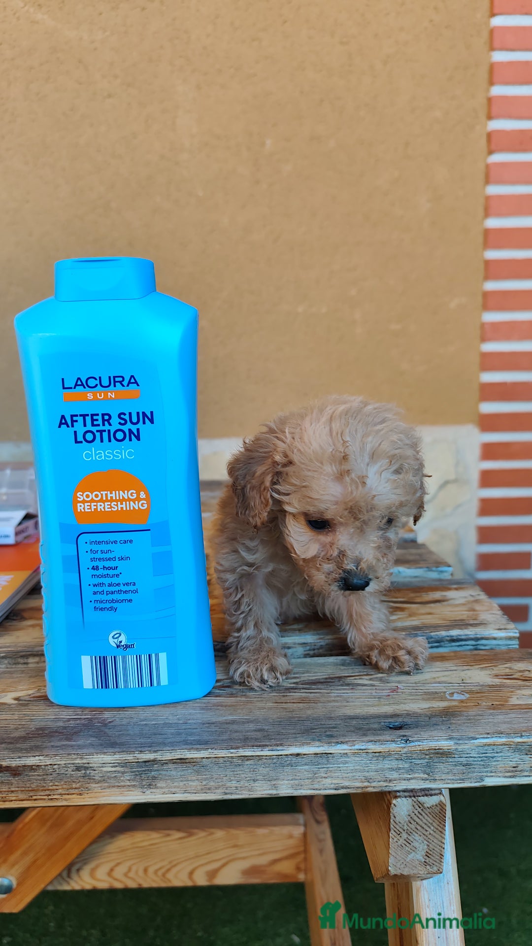 Caniche Toy perros en venta: Cachorro camada caniche rojo toy - Imagen 9