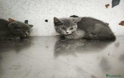 Scottish Straight gatos en venta: Disponibles gatitos scottish - Imagen 1