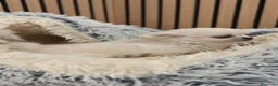 Chihuahua perros en venta: Chihuahua Toy Blanco Perla pelo largo  - Anuncio 6