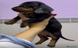 Teckel Miniatura perros en venta: Impresionantes Teckel miniaturas. 601144783 .  - Imagen 5