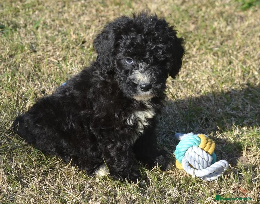 Perro de Agua Español perros en venta: CACHORRO PERRO DE AGUA ESPAÑOL  - Anuncio 30