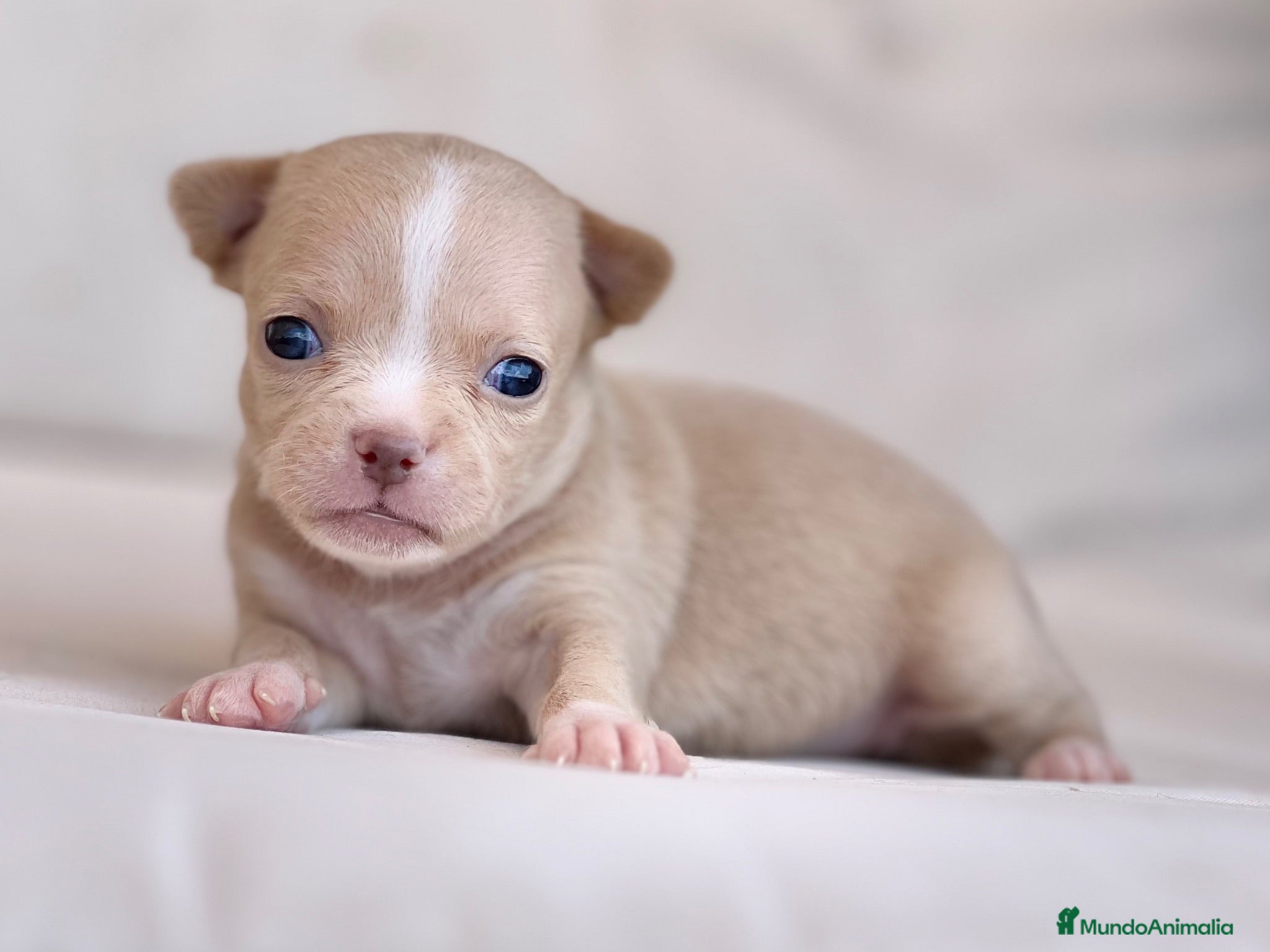 Chihuahua perros PRECIOSA HEMBRITA CHIHUAHUA CREMA  - Anuncio 4