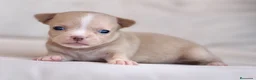 Chihuahua perros en venta: PRECIOSA HEMBRITA CHIHUAHUA CREMA  - Anuncio 1