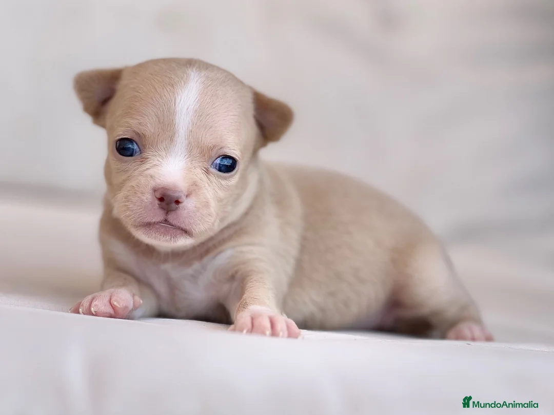 Chihuahua perros en venta: PRECIOSA HEMBRITA CHIHUAHUA CREMA  - Anuncio 1