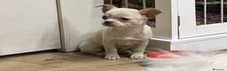 Chihuahua perros en venta: Chihuahua Toy hembra  - Anuncio 2
