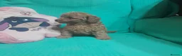 Caniche Toy perros en venta: CANICHE TOY - Anuncio 6