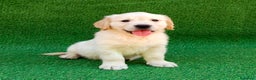 Golden Retriever perros en venta: Golden cachorro - Anuncio 5