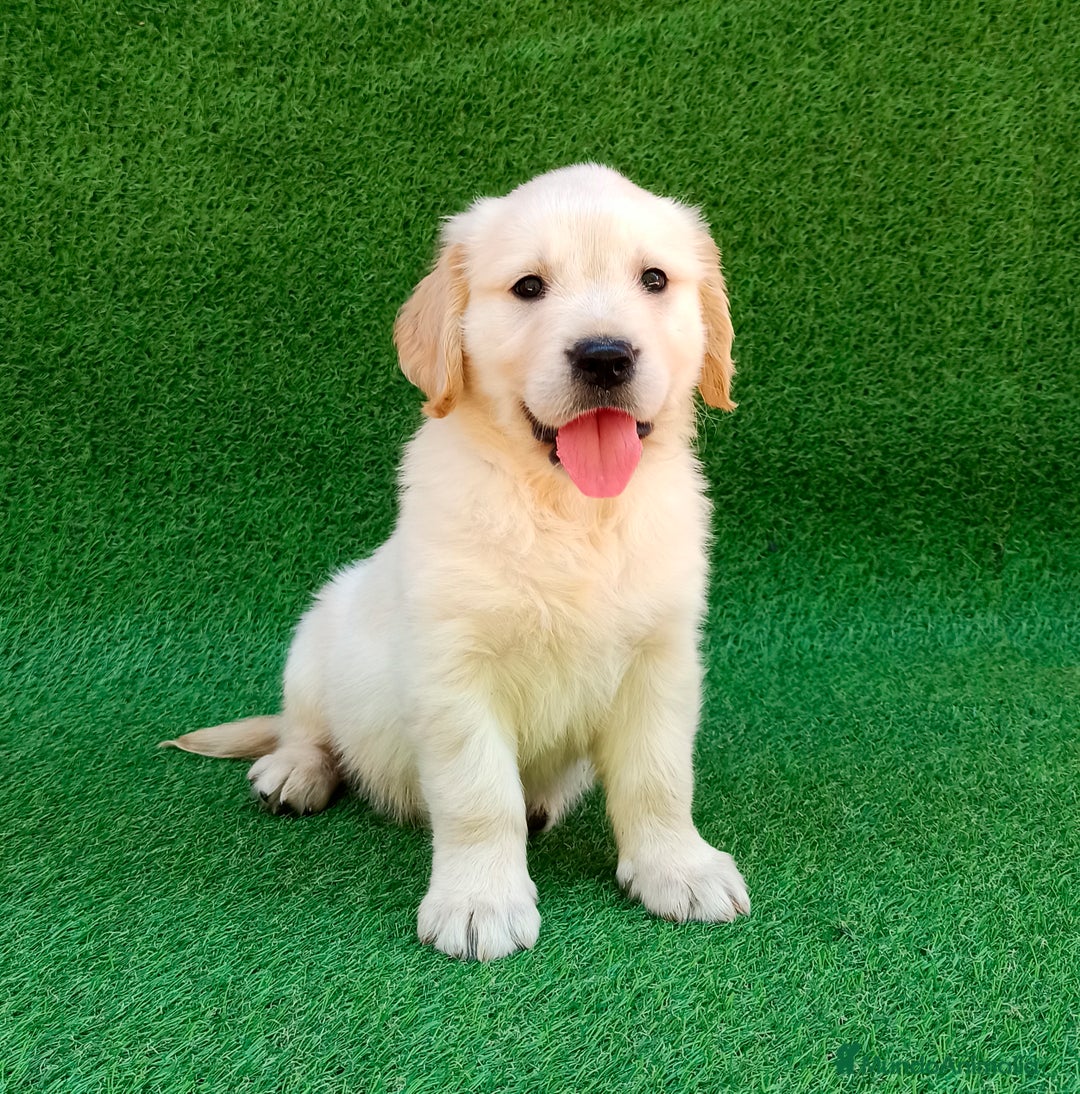 Golden Retriever perros en venta: Golden cachorro - Anuncio 5