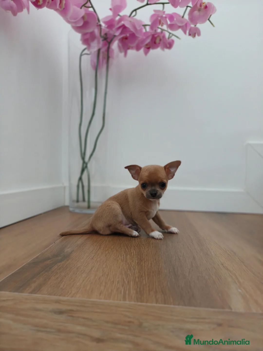 Chihuahua perros en venta: Chihuahua Toy ♂️ - Anuncio 10