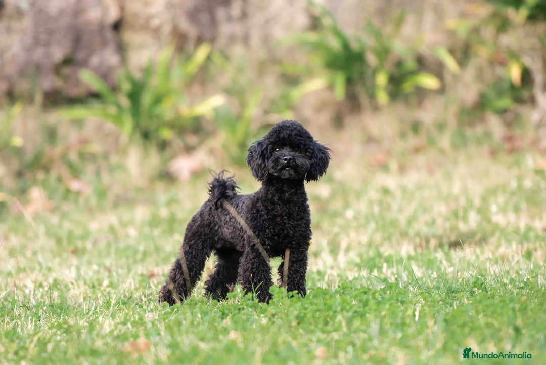 Caniche Toy perros en venta: Caniche toy negros - Anuncio 2