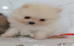 Pomerania perros en venta: Lulu Pomerania rusos - Anuncio 2
