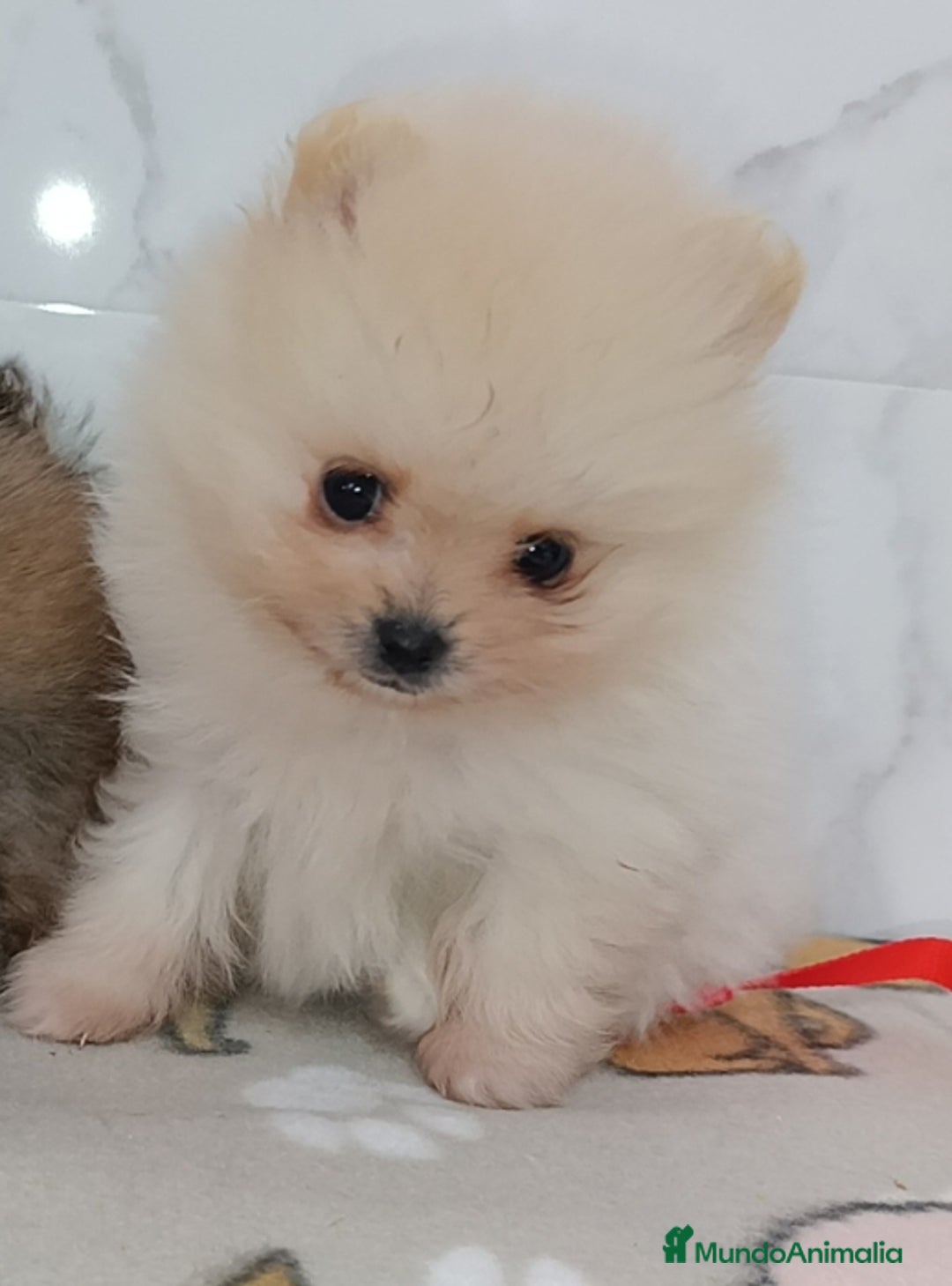 Pomerania perros en venta: Lulu Pomerania rusos - Anuncio 2