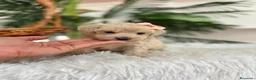 Maltipoo perros en venta: MALTIPOO HEMBRA - Anuncio 17