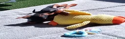 Pinscher Miniatura perros en venta: Pincher miniatura - Anuncio 2