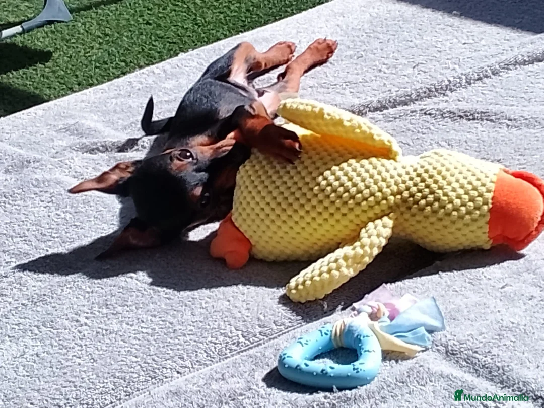 Pinscher Miniatura perros en venta: Pincher miniatura - Anuncio 2