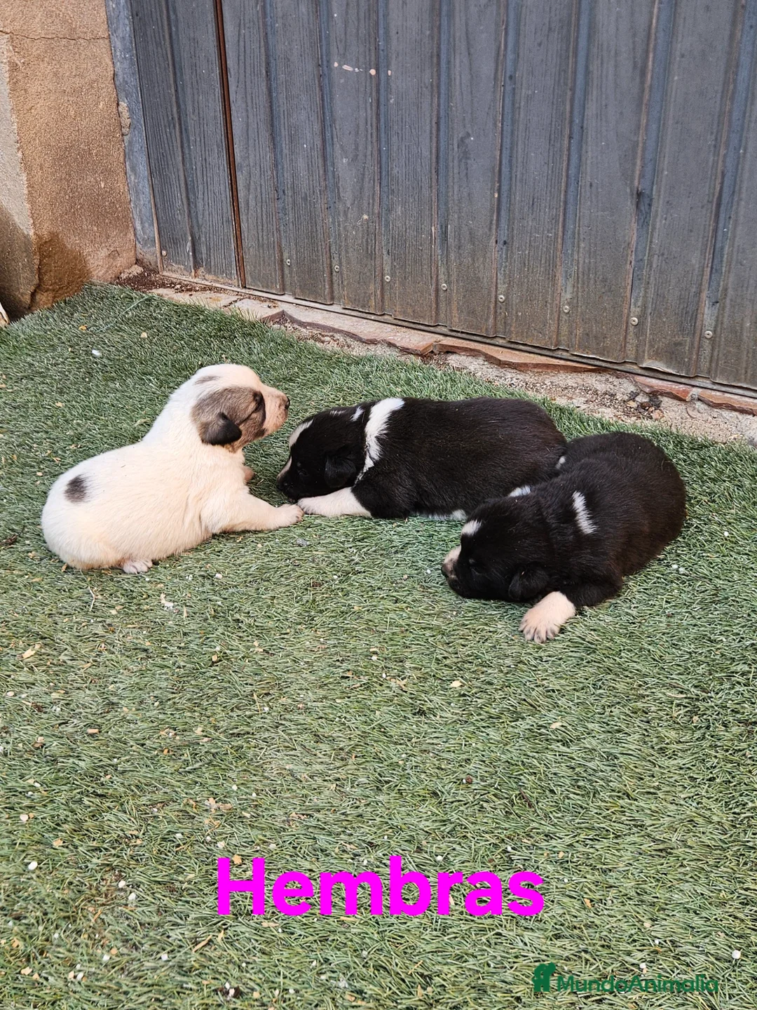 Mastín Español perros en venta: Cachorros mastin  - Anuncio 1