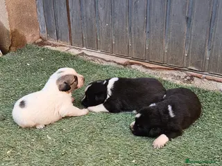 Mastín Español perros Cachorros mastin - Anuncio 2