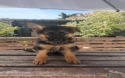 Pastor Alemán perros en venta: Cachorros con pedigree en Valencia - Imagen 5