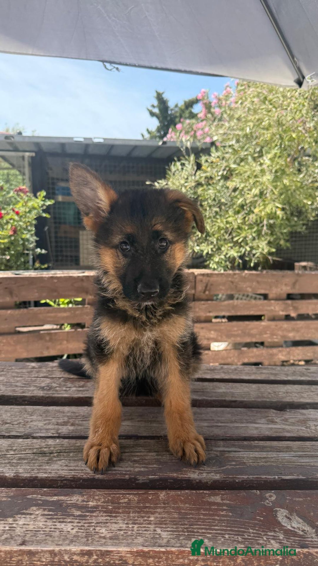Pastor Alemán perros en venta: Cachorros con pedigree en Valencia - Imagen 5