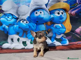 Chihuahua perros Último Chihuahua toy cabeza de manzana - Anuncio 5