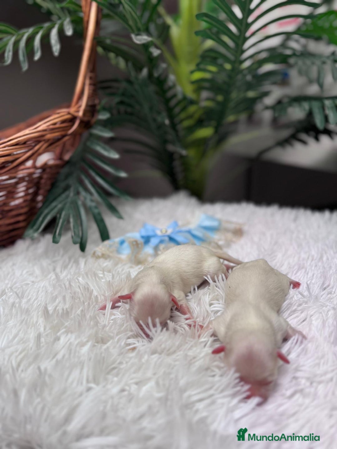 Bichón Maltés perros en venta: BICHON MALTES - Anuncio 16