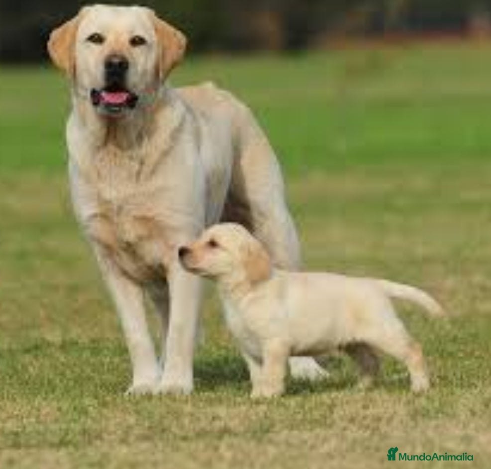 Labrador Retriever perros Labrador retriever - Anuncio 2