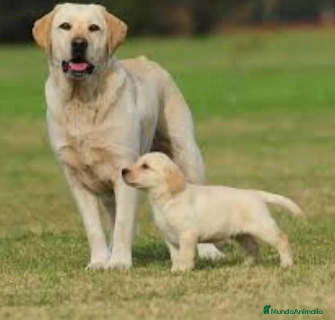 Labrador Retriever perros en venta: Labrador retriever - Anuncio 1