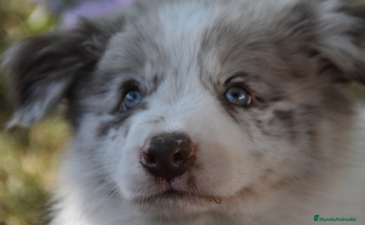 Border Collie perros en venta - Propaganda 1