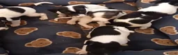 Gos Rater Valencià perros en venta: Ratón valenciano - Anuncio 5