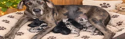 Dogo Alemán perros en venta: DOGO ALEMÁN ( GRAN DANÉS) - Anuncio 2
