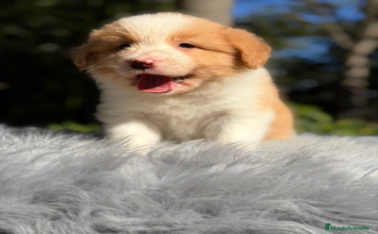 Border Collie perros - Anuncio 8