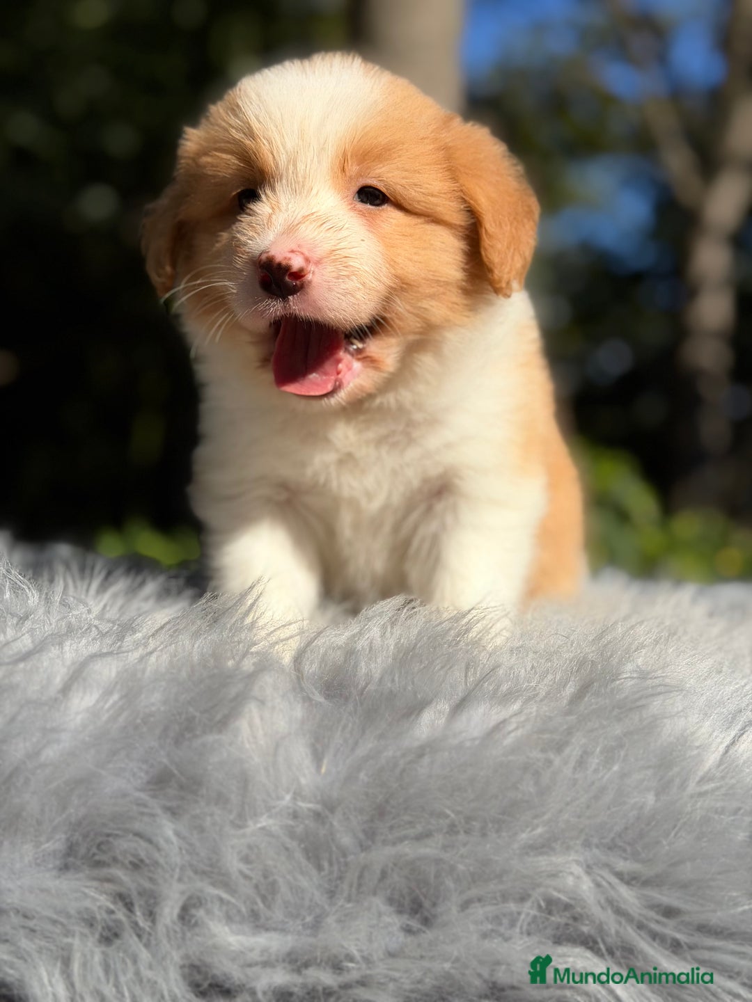 Border Collie perros en venta:  Border  collie rojo australiano  - Imagen 1