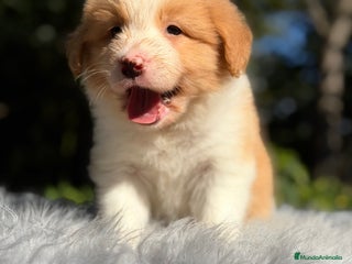 Border Collie perros - Anuncio 2