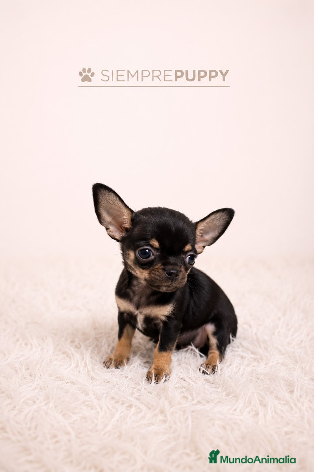 Chihuahua perros CACHORROS CHIHUAHUA MINI TOY  - Anuncio 5
