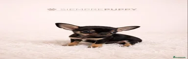 Chihuahua 1