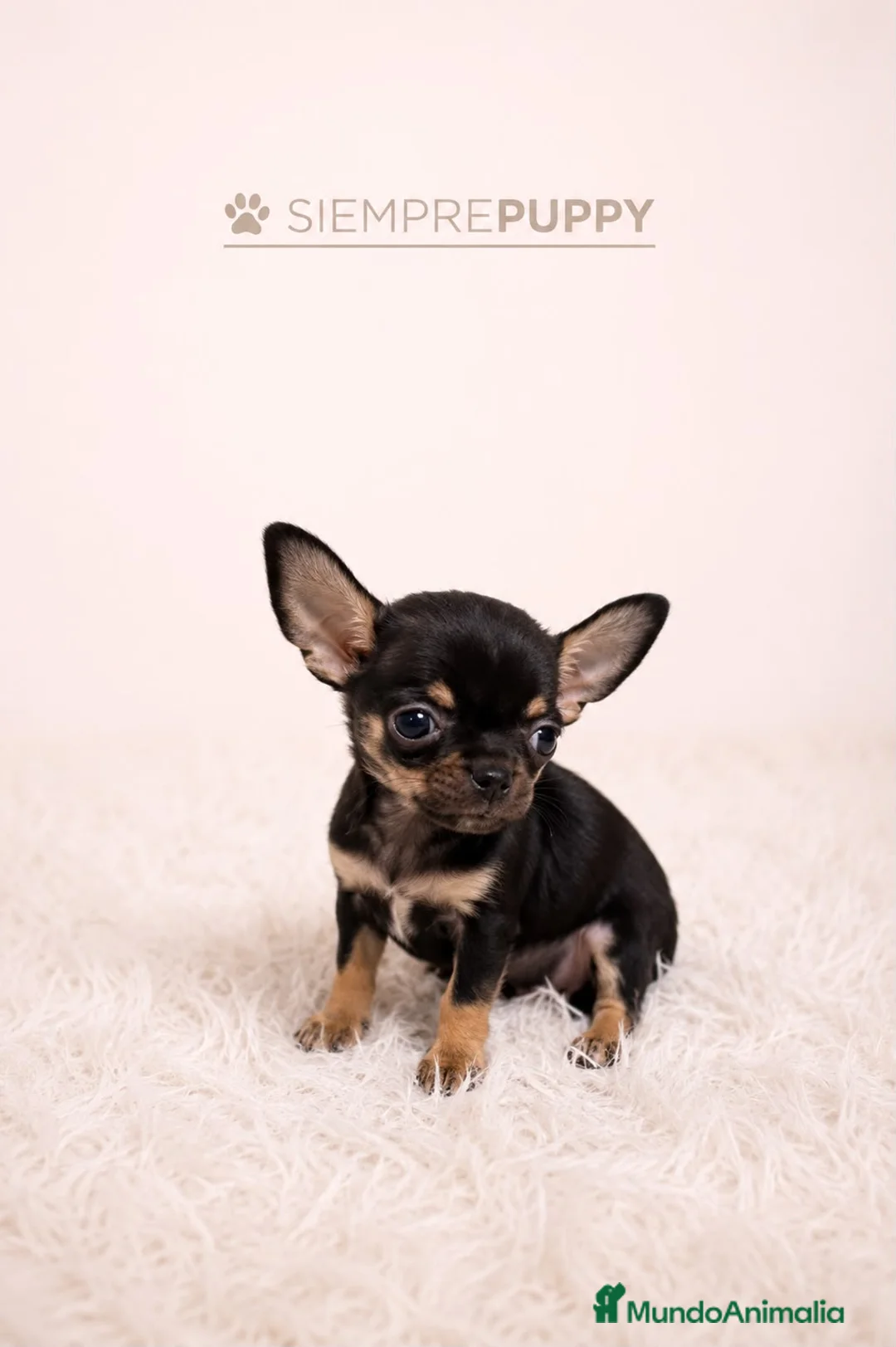 Chihuahua perros en venta: CACHORROS CHIHUAHUA MINI TOY  - Anuncio 1