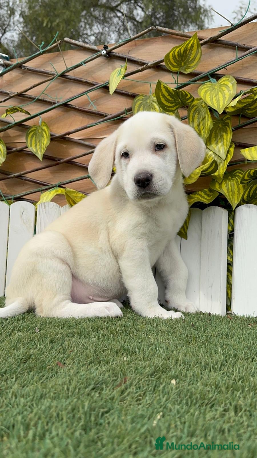 Mastín Español perros MASTIN ESPAÑOL - Anuncio 1