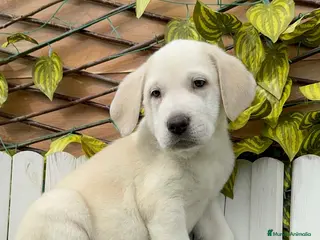 Mastín Español perros MASTIN ESPAÑOL - Anuncio 1