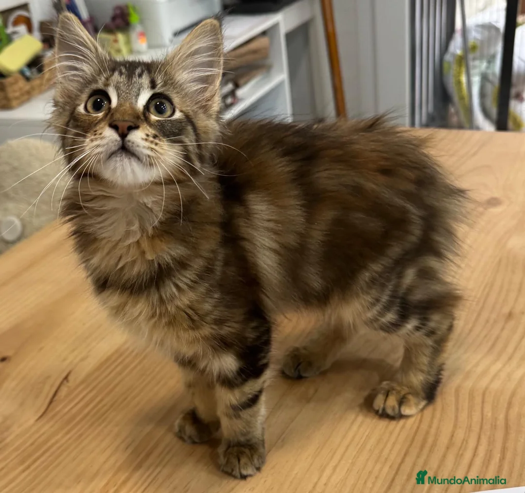 Maine Coon gatos en venta: Preciosa gatita Maine coon - Anuncio 16