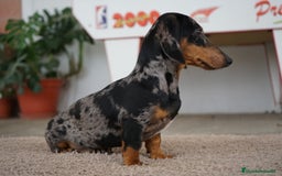 Teckel Miniatura perros en venta:  ⸻  🐾 Gregorio y Bomgo – Teckel miniatura 🐾 - Imagen 6