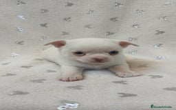 Chihuahua perros en venta: Chihuahua Macho y Hembra  - Imagen 14