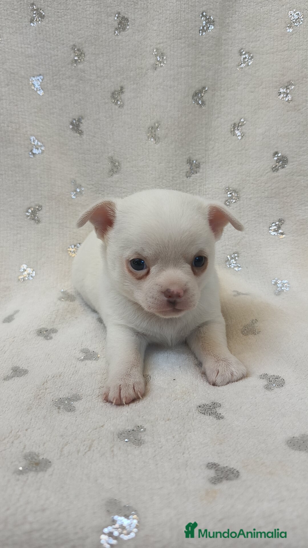 Chihuahua perros en venta: Chihuahua Macho y Hembra  - Imagen 14