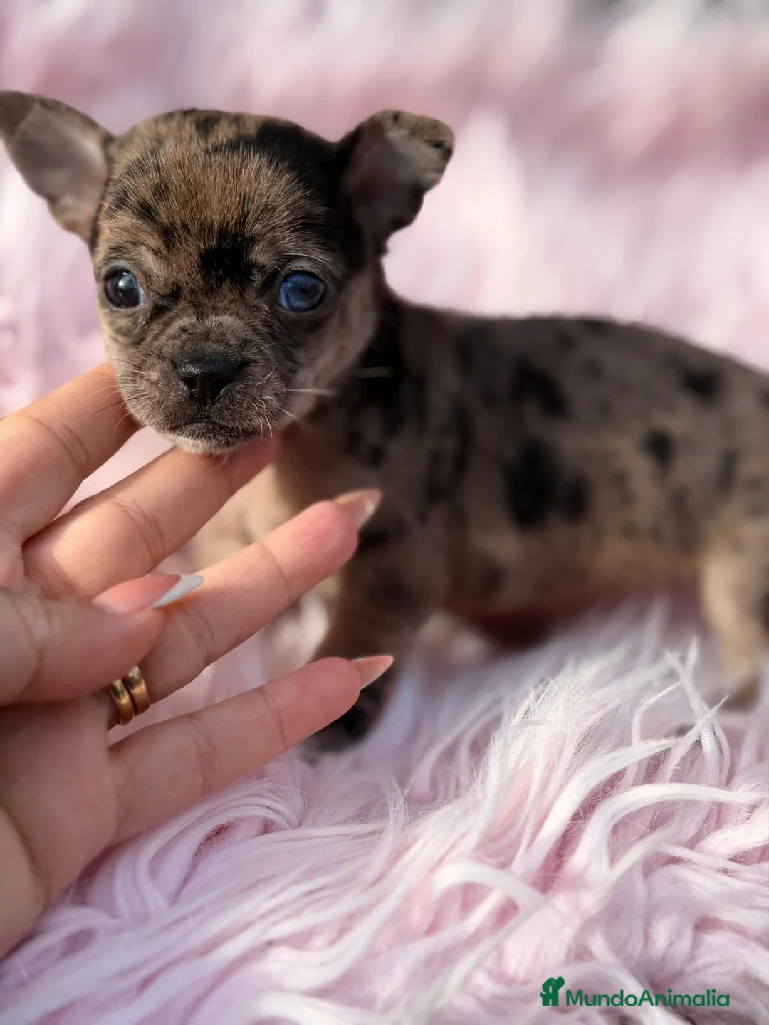 Chihuahua perros en venta: CHIHUAHUA MERLÉ  - Anuncio 3