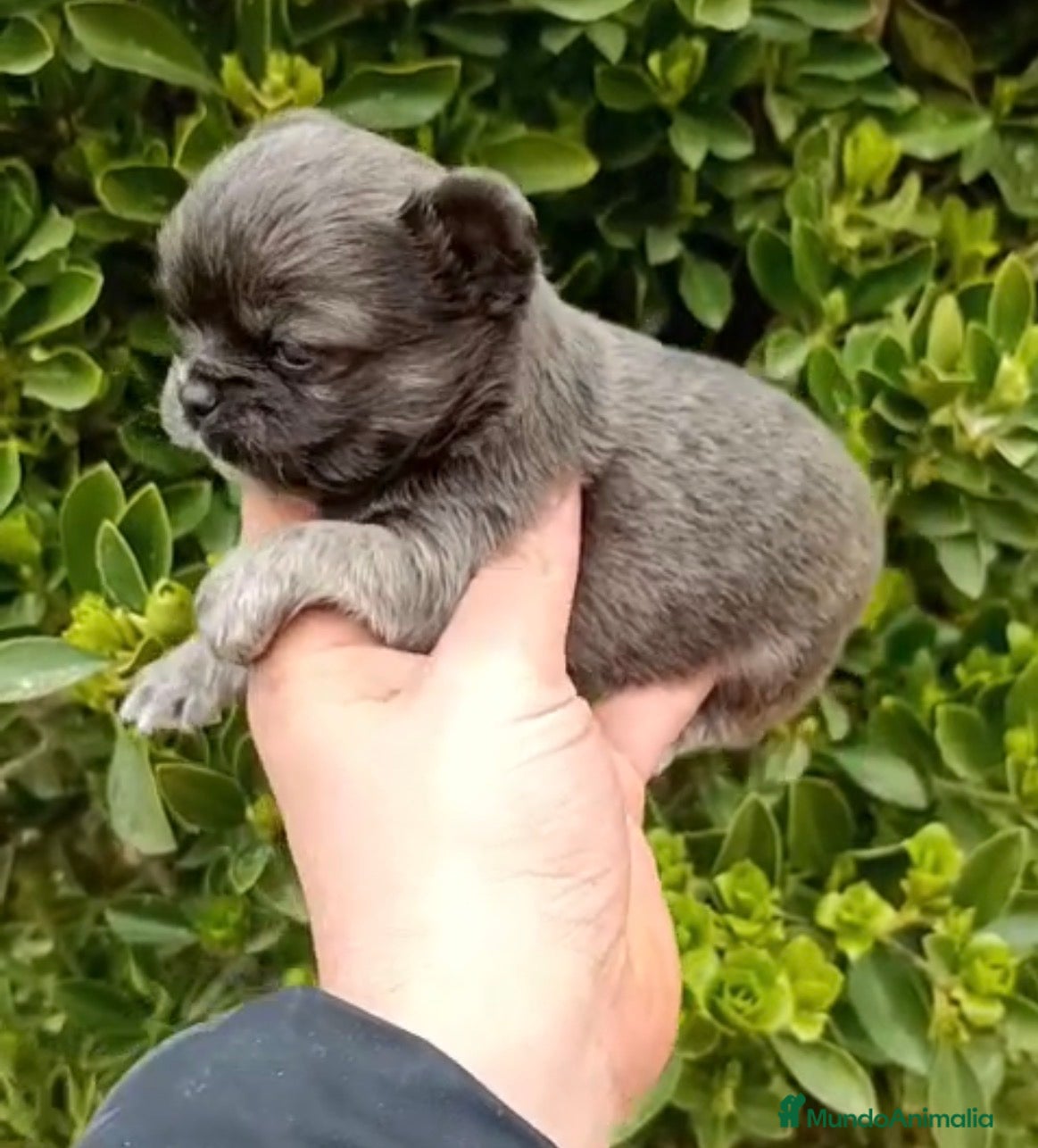 Chihuahua perros Chihuhua pelo largo  - Anuncio 3