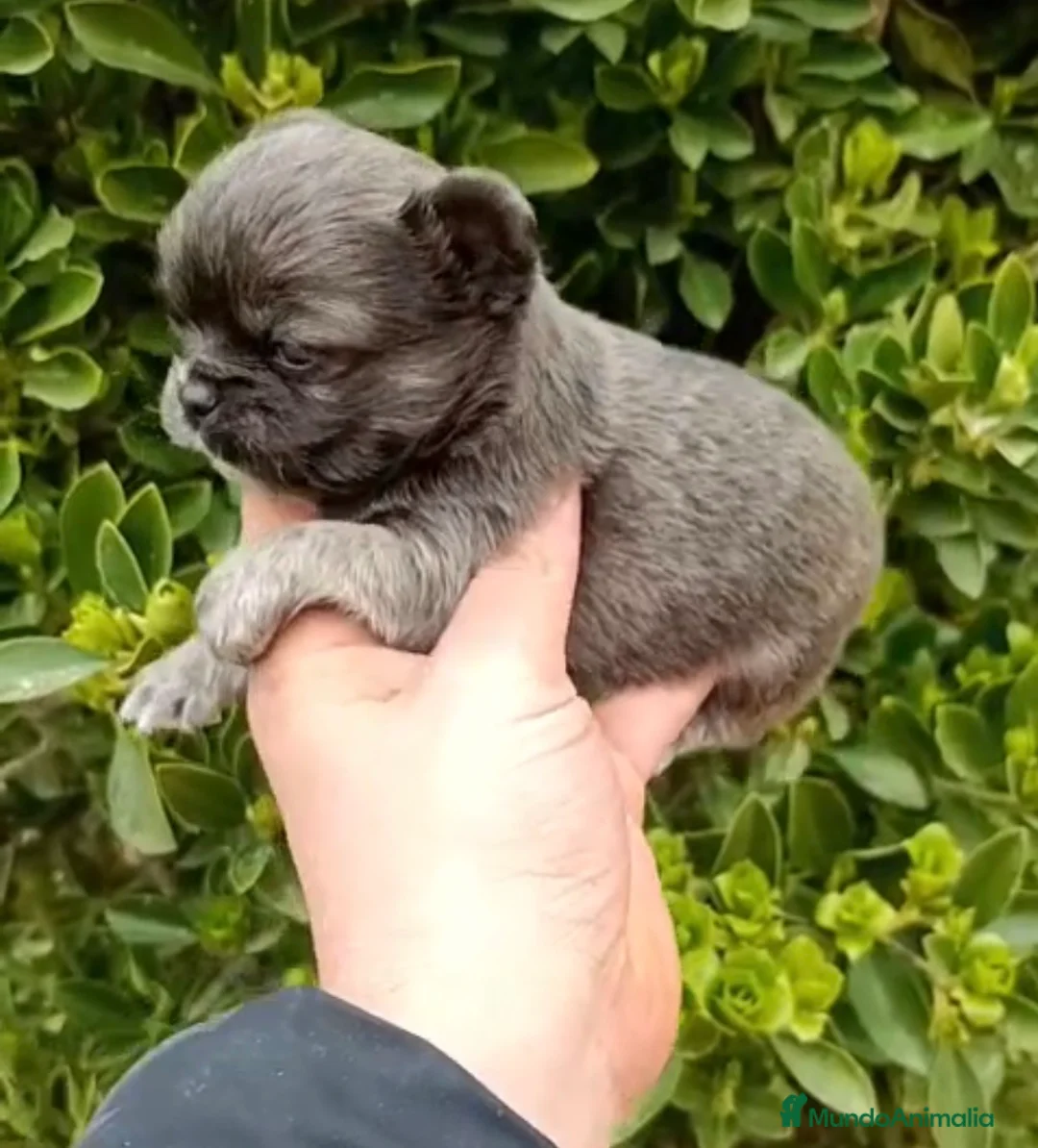 Chihuahua perros en venta: Chihuhua pelo largo  - Anuncio 1