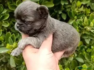 Chihuahua perros Chihuhua pelo largo - Anuncio 3