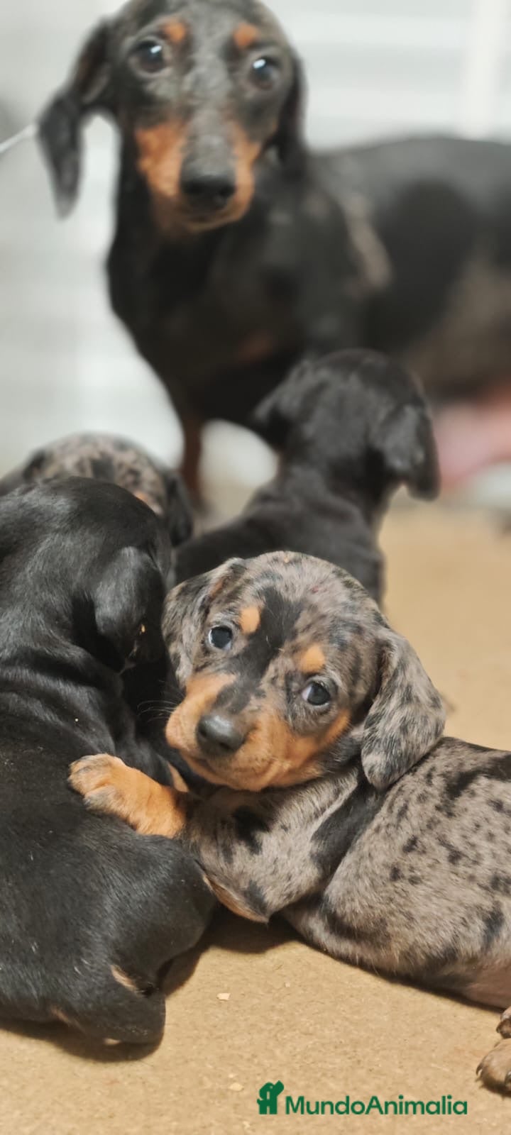 Teckel perros Tecke merle, macho 8 semanas - Anuncio 1